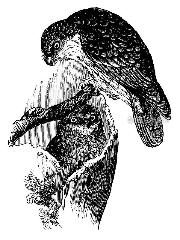 雅典娜的|古董鸟插图